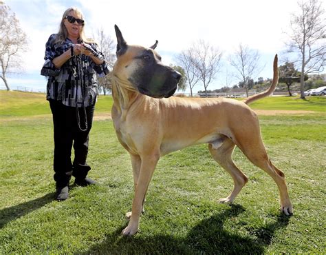 great dane  california won   breed   westminster dog show