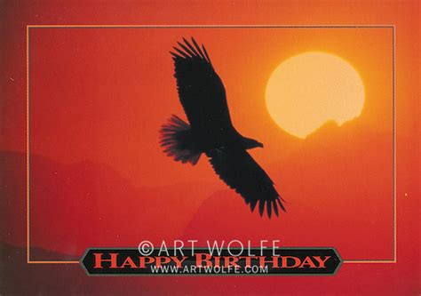 bald eagle birthday card art wolfe stock photography