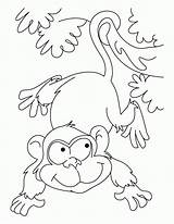 Ape Coloring Clipart Gorilla Pages Library Kids sketch template