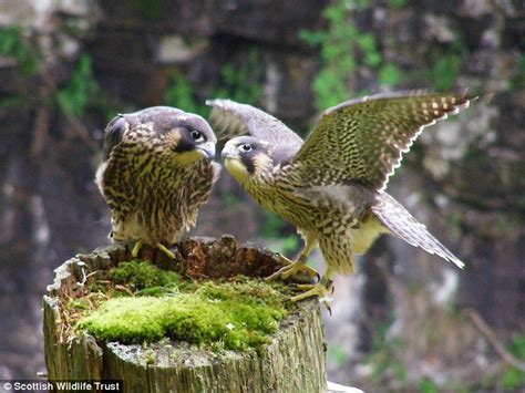 Urban Peregrine Falcons Are Surprisingly Faithful Despite Having