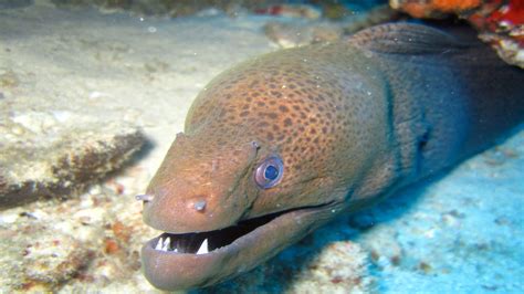 interesting eel facts aussie divers phuket