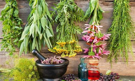 healing herbs       kitchen