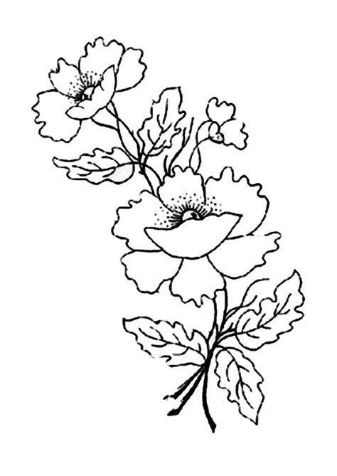 poppy flower  remembrance day coloring page color luna