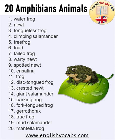 amphibians list  kids