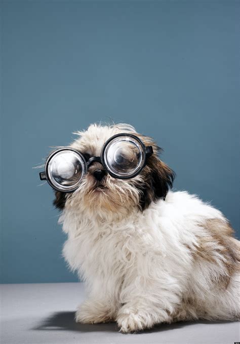 dog  glasses huffpost