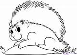 Porcupine Coloring Pages Colouring Porcupines Printable Az Print Color Getcolorings Azcoloring Designlooter Clipart Template Library 06kb 675px sketch template