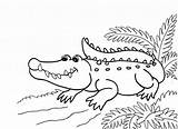 Coloring Alligator Crocodile Pages Kids Printable Drawing American Print Reptiles Color Colouring Sheets Cartoon Water Getdrawings Mewarnai Strong Body Getcolorings sketch template