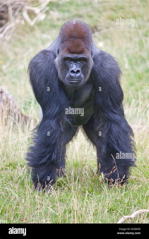 standing gorilla  res stock photography  images alamy