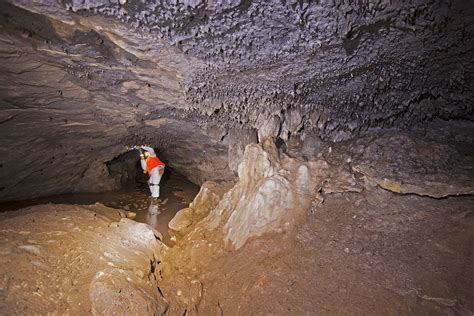 rayonier joins wildlife experts  protect forest bat cave