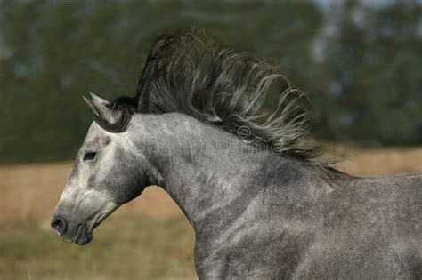 lusitano horse stallion rearing  fotografering foer bildbyraer bild av angus foto