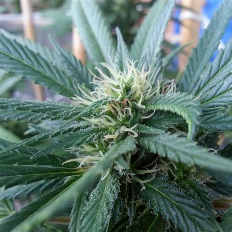 Male Vs Female Cannabis Plants Grow Weed Easy