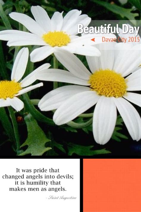 pin  legazpi  quotes daisy flower pictures daisy flower beautiful day