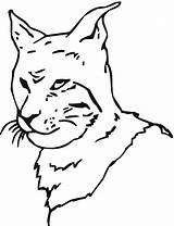 Bobcat Coloring Pages Head sketch template