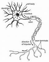 Nerve Neuron Npr Nerves Labeled Nervous Neurons Gcse Explain Aware Twitchy Epilepsy sketch template