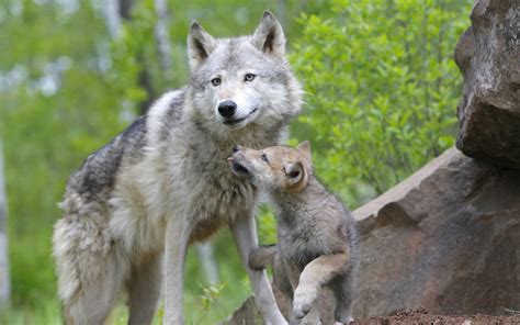 wolf  cub wallpapers  images wallpapers pictures