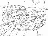 Python Pitone Anaconda Serpent Kleurplaat Reticulated Ausmalbild Kleurplaten Printmania Categorieën sketch template
