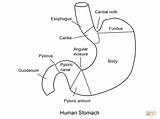 Stomach Coloring Human Pages Esophagus Printable Template Diagram Anatomy Drawing Body Pancreas Small Digestive System Horse Basic Work sketch template
