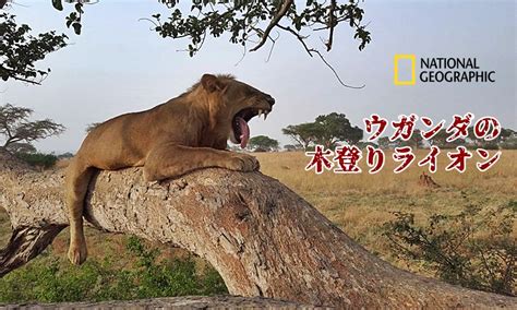 ウガンダの木登りライオン ナショナルジオグラフィック
