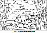 Ducks Mullard Número Supercoloring sketch template