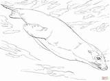 Lion Sea Coloring Swimming California Drawing Pages Printable Main Color Skip Paper Getcolorings Getdrawings Swim sketch template