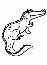 Cocodrilos Infantiles Alligator Kolorowanki Krokodyle Cocodrilo Dzieci Animales Gar Nilo Krokodyl Dibujospedia Anterior sketch template