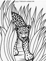 Coloring Jungle Colorare Dibujos Regenwald Colorat Disegni Rain Coloringtop Planse Carini Leopardos Bunte Desene Salvajes Ausdrucken Importante sketch template