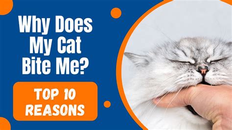Why Does My Cat Bite Me Top 10 Reasons Behind This Behavior Youtube