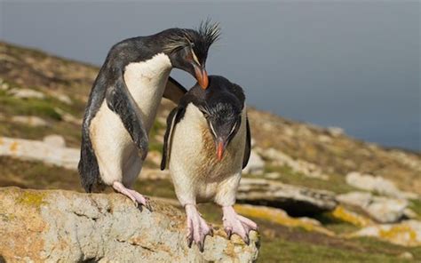 Οι πιγκουίνοι διατηρούν σχέσεις εξ αποστάσεως –