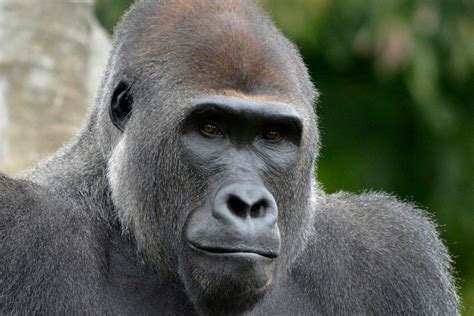 gorilla detroit zoo