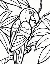 Coloring Pages Parrot Bird Printables Kids Size Large sketch template