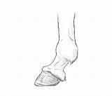 Hooves Horse Draw Horses Realistic Step Anatomy sketch template