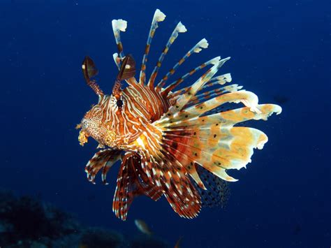 lionfish  beautiful  dangerous invaders  science