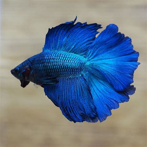 gorgeous  male royal blue double halfmoon tail betta fish