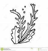 Seaweed Alga Fumetto 1390 sketch template