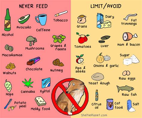 toxic foods  dogs