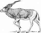 Addax Antelope Clip Vector Clipart Svg Walking Clker Nyala Large Onlinelabels Line Animal Shared Papapishu Complaint Dmca Favorite sketch template