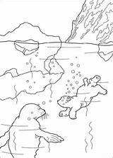Polar Ijsbeer Kleurplaten Kleurplaat Colorir Lars Osito Ursinho Zwemt Plume Foca Nadando Coloriage Coloriez Coloriages Ursos Choisis Clima Crédito Kleurplatenenzo sketch template