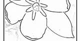 Flower Yucca Mexico State sketch template