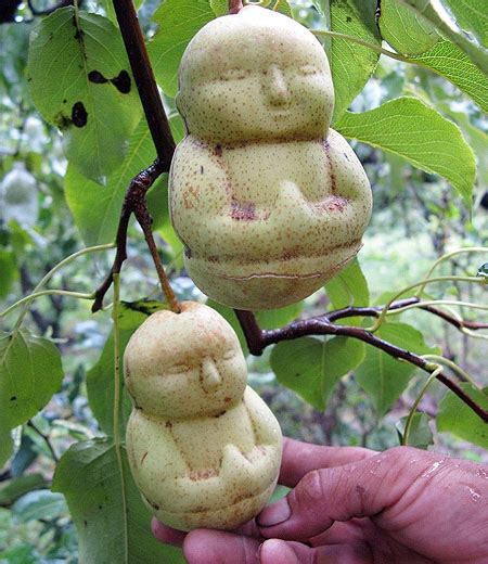 buddha shaped pears from china