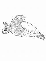 Turtle Sea Coloring Pages Printable Leatherback Getcolorings Color Print sketch template