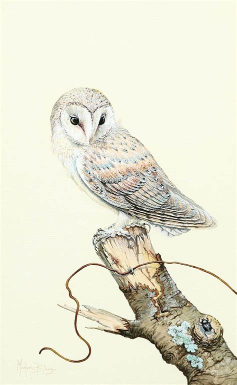 51bidlive [marjorie Blamey 1918 2019 Barn Owl Watercolour