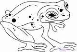 Animals Rainforest Coloring Pages Frog Tropical Draw Animal Printable Print Getcolorings Drawing Color Dragoart sketch template