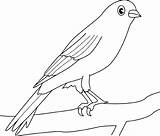 Coloring Canary Bird Pages Color sketch template