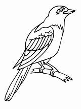 Magpie Coloring Pages Printable Color Tropical Bird sketch template
