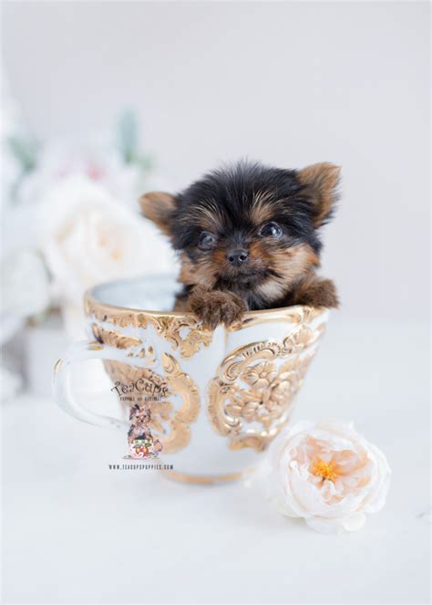 teacup yorkie puppies florida teacup puppies and boutique