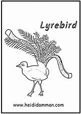 Lyrebird sketch template