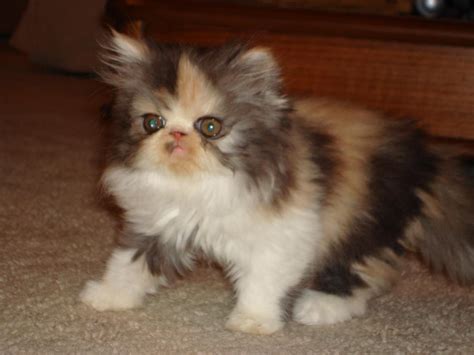baby mimerz cutest persian kitten  persian kittens fluffy cat pet neckwear