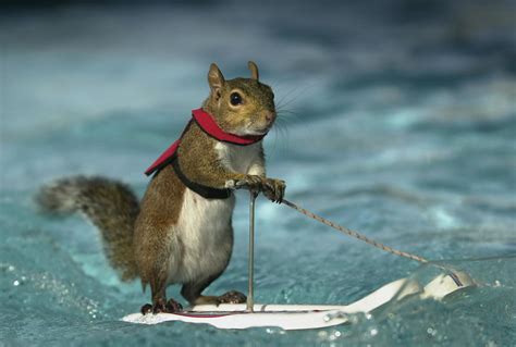 water skiing squirrel  highlight annual norwalk boat show