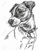 Jack Russel Dog Russell Vector Terrier Drawing Puppy Color Drawings Chien Portrait Illustration Hand Dogs Choose Board Clipart Sketch sketch template