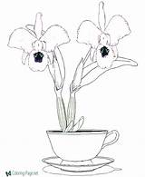 Coloring Orchid Pages Flower Printable Getcolorings Orchids Color Getdrawings Popular Cup sketch template